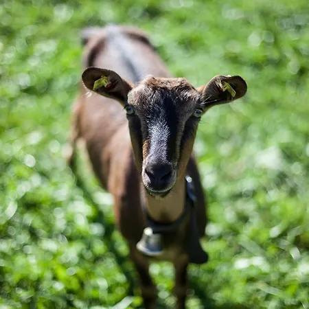 Haus Theresia Mellau